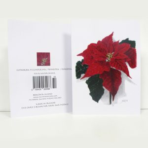 Winter botanical greeting card, Euphorbia pulcherrima, Poinsettia, Poinséitia