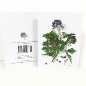 Winter botanical greeting card, Hedera hibernica, Irish Ivy, Eidhneán