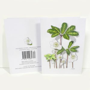 Winter botanical greeting card, Helleborus niger Christmas Carol, Christmas Rose, Eileabar