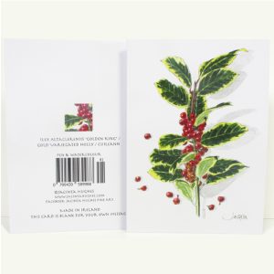 Winter botanical greeting card, Ilex Altaclerensis Golden King, Gold Variegated Holly, Cuileann