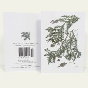 Winter botanical greeting card, Thuja plicata, Western Red Cedar, Céadar crón iartharach