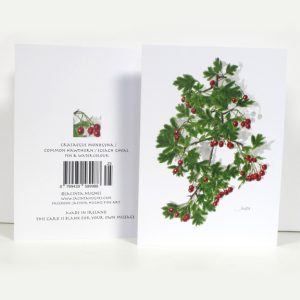 Winter botanical greeting card, Crataegus monogyna, Common Hawthorn, Sceach gheal