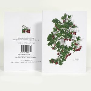 Winter botanical greeting card, Crataegus monogyna, Common Hawthorn, Sceach gheal