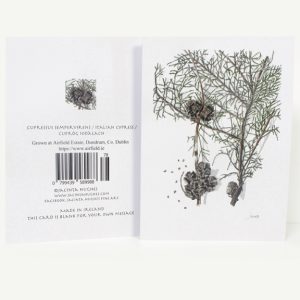 Winter botanical greeting card, Cupressus Sempervirens, Italian Cypress, Cufróg Iodálach