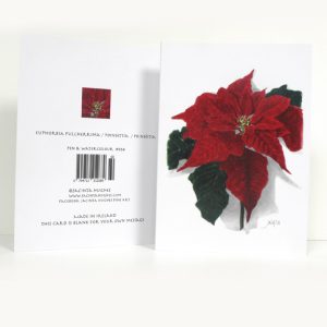 Winter botanical greeting card, Euphorbia pulcherrima, Poinsettia, Poinséitia