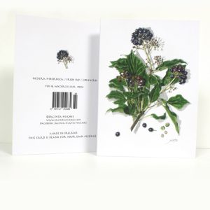 Winter botanical greeting card, Hedera hibernica, Irish Ivy, Eidhneán
