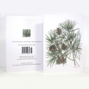 Winter botanical greeting card, Pinus sylvestris, Scots Pine, Péine Albanach