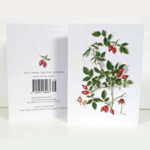 Winter botanical greeting card, Rosa canina, Dog Rose, Feirdhris