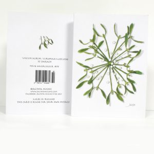 Winter botanical greeting card, Viscum album, European Mistletoe, Sú Darach