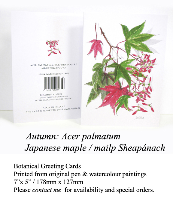 Autumn botanical greeting card, Acer palmatum, Japanese maple, mailp Sheapánach