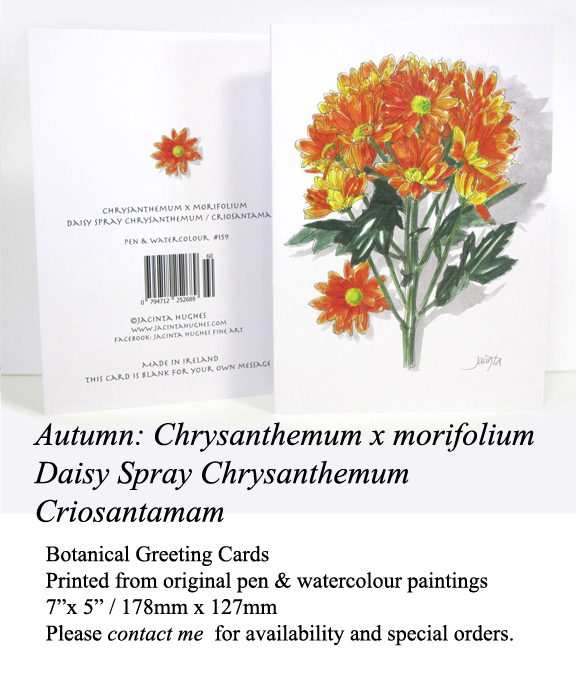 Autumn botanical greeting card, Chrysanthemum x morifolium, Daisy Spray Chrysanthemum, criosantamam