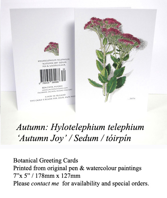 Autumn botanical greeting card, Hylotelephium telephium ‘Autumn Joy’, Sedum, tóirpín