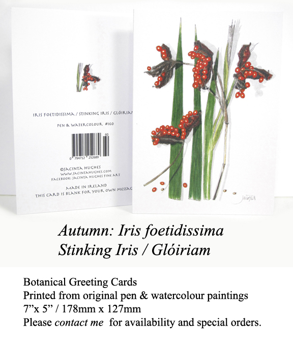 Autumn botanical greeting card, Iris foetidissima, Stinking Iris, Glóiriam