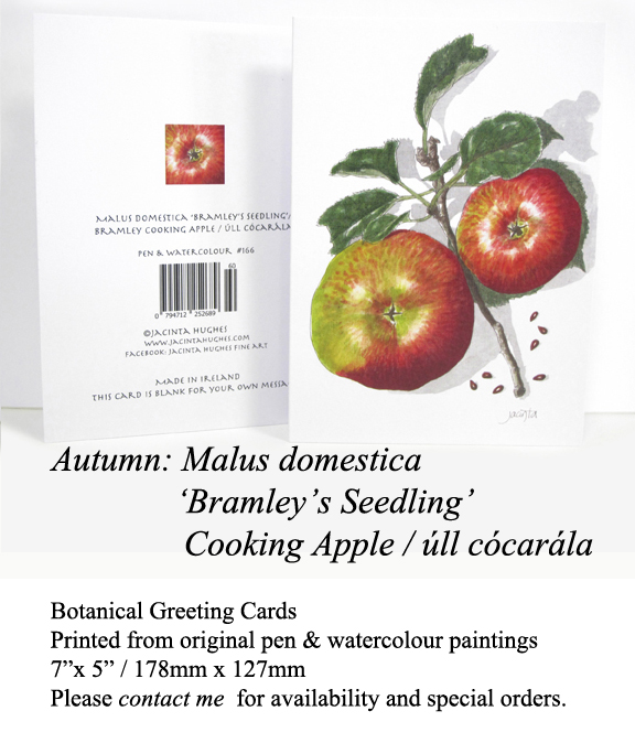 Autumn botanical greeting card, Malus domestica ‘Bramley’s Seedling’, Bramley Cooking Apple, úll cócarála