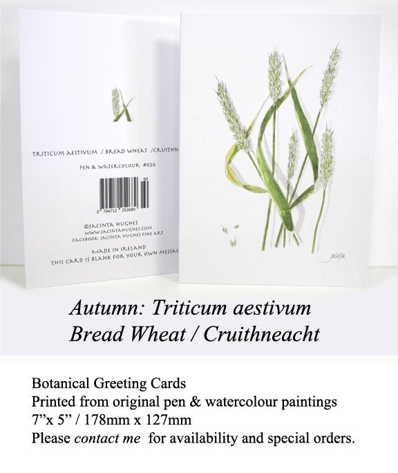 Autumn botanical greeting card, Triticum aestivum, Bread Wheat, Cruithneacht