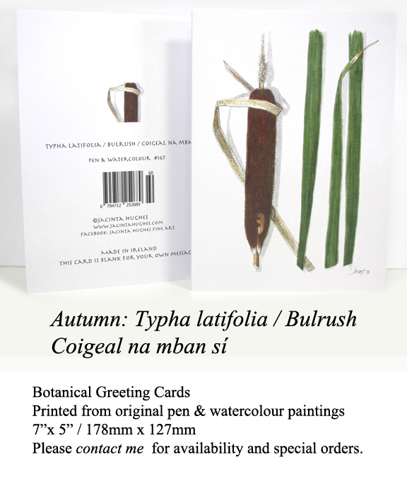 Autumn botanical greeting card, Typha latifolia, Bulrush, Coigeal na mban sí