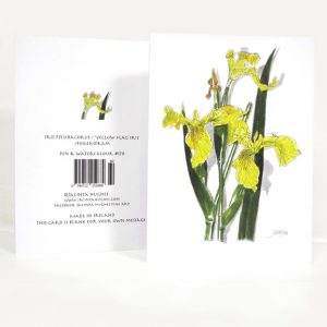 Spring botanical greeting card, Iris pseudacorus, Yellow flag Iris, Feileastram