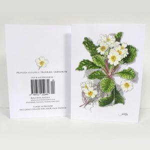 Spring botanical greeting card, Primula vulgaris,Primrose, Sabhaircín