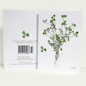 Spring botanical greeting card, Trifolium dubium, Lesser Clover, Seamair óg, shamrock