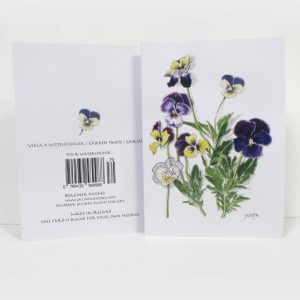 Spring botanical greeting card, Viola x wittrockiana, Garden Pansy, Goirmín