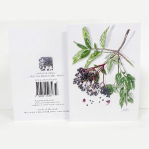 Autumn botanical greeting card, Sambucus nigra, European black elder, Trom
