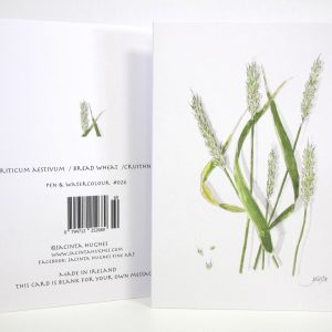 Autumn botanical greeting card, Triticum aestivum, Bread Wheat, Cruithneacht