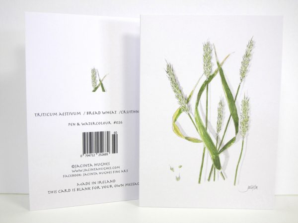 Autumn botanical greeting card, Triticum aestivum, Bread Wheat, Cruithneacht