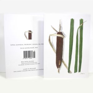 Autumn botanical greeting card, Typha latifolia, Bulrush, Coigeal na mban sí