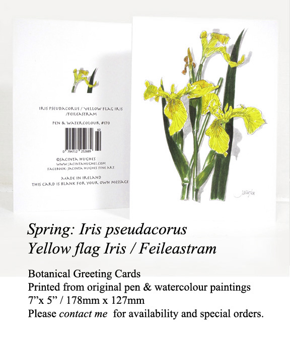 Spring botanical greeting card, Iris pseudacorus, Yellow flag Iris, Feileastram