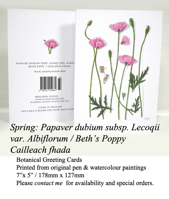 Spring botanical greeting card, Papaver dubium subsp. Lecoqii var. Albiflorum, Beth’s Poppy, Cailleach fhada