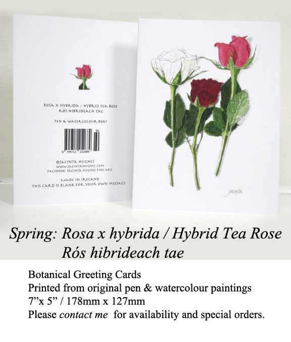 Spring botanical greeting card, Rosa x hybrid, Hybrid Tea Rose, Rós hibrideach tae