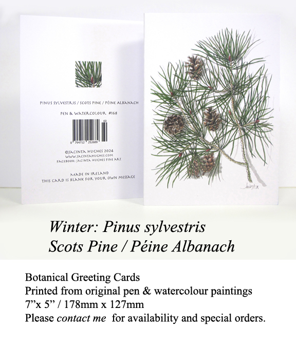 Winter botanical greeting card, Pinus sylvestris, Scots Pine, Péine Albanach