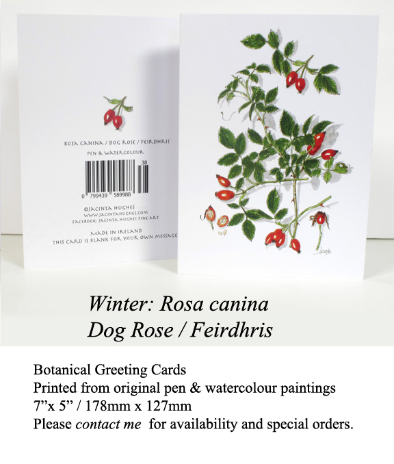 Winter botanical greeting card, Rosa canina, Dog Rose, Feirdhris