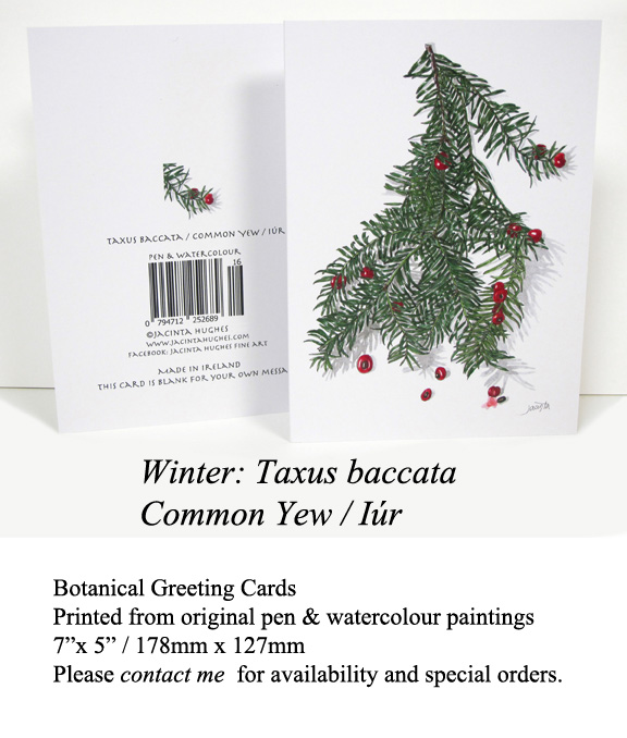 Winter botanical greeting card, Taxus baccata, Common Yew, Iúr
