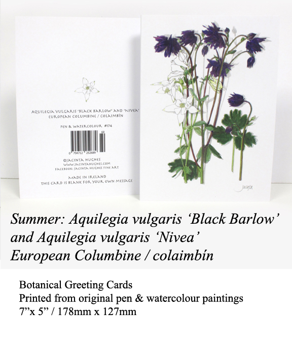 gallery-summer-botanical-greeting-card-aquilegia-vulgaris-black-barlow-and nivea-european-columbine-colaimbín