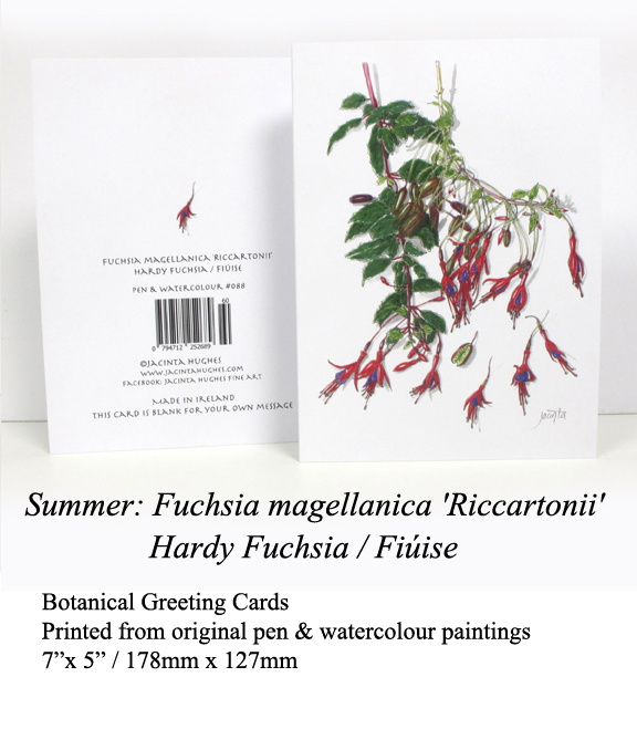 gallery-summer-botanical-greeting-card-fuchsia-magellanica-riccartonii-hardy-fuchsia-fiúise