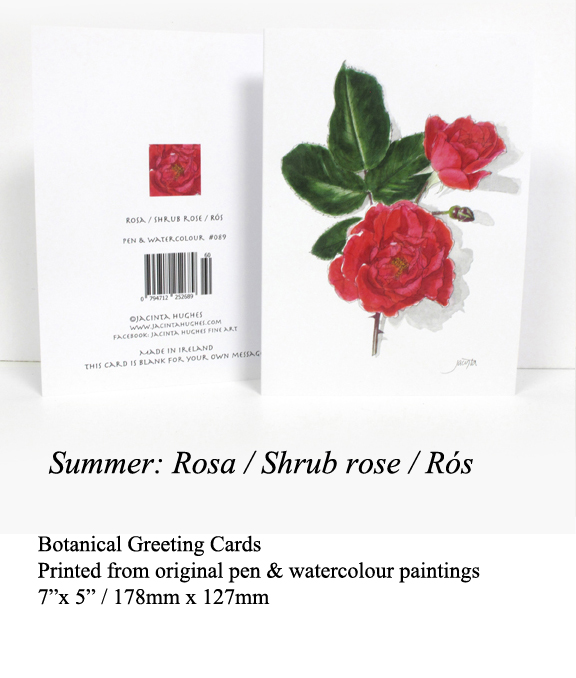 gallery-summer-botanical-greeting-card-rosa-shrub-rose-rós