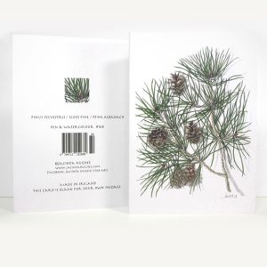 Winter botanical greeting card, Pinus sylvestris, Scots Pine, Péine Albanach (b)