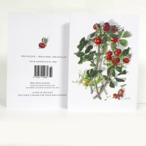 Winter botanical greeting card, Rosa Rugosa, Beach Rose, Rós Rúscach