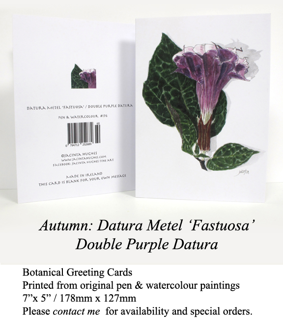 Autumn botanical greeting card, Datura Metel ‘Fastuosa’, Double Purple Datura