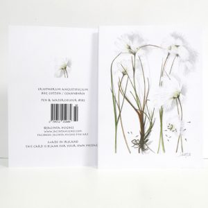 Spring botanical greeting card, Eriophorum angustifolium, Bog cotton, Ceannbhán