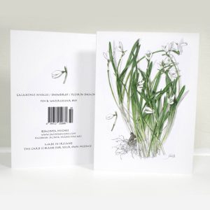 Spring botanical greeting card, Galanthus nivalis, Snowdrop, Plúirín sneachta