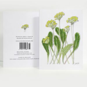 Spring botanical greeting card, Primula veris, Cowslip, Bainne bó bleachtáin