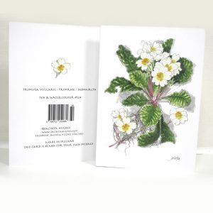 Spring botanical greeting card, Primula vulgaris, Primrose, Sabhaircín