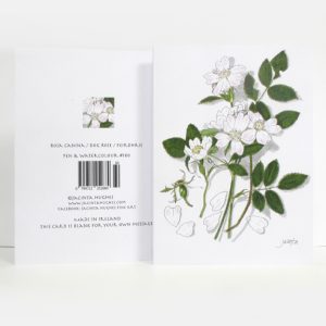 Spring botanical greeting card, Rosa canina, Dog Rose, Feirdhris