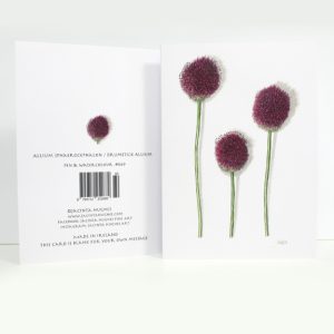 Summer Botanical Greeting Card, Allium sphaerocephalon / Drumstick Allium