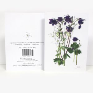 Summer Botanical Greeting Card, Aquilegia vulgaris 'Black Barlow' and 'Nivea' / European Columbine / colaimbín