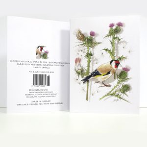 Summer Botanical Greeting Card, Cirsium vulgare / Spear Thistle / Feochadán colgach with Carduelis carduelis / European Goldfinch Lasair choille