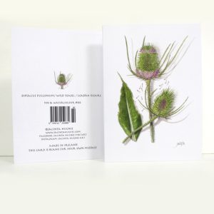 Summer Botanical Greeting Card, Dipsacus fullonum, Wild Teasel, Leadán úcaire