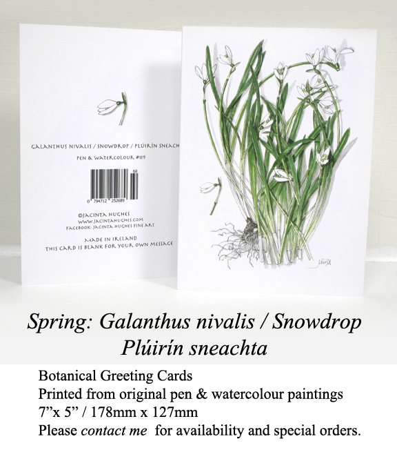 Spring botanical greeting card, Galanthus nivalis, Snowdrop, Plúirín sneachta